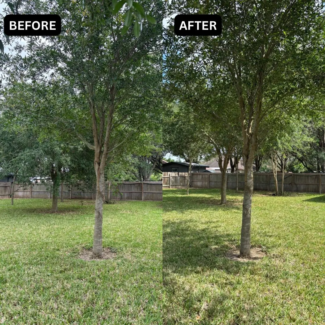 Front yard transformation